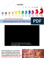 Development of The Child Brain PDF