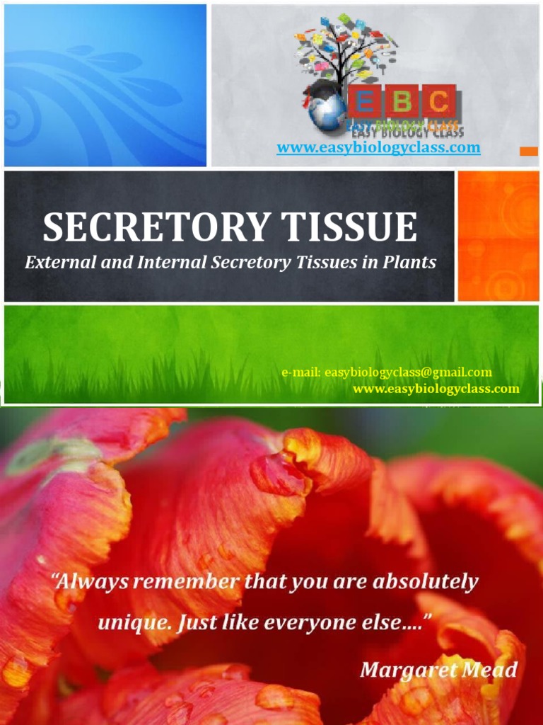 Overview of Plant Secretory Tissues | PDF | Computers | Technology ...