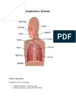 Anatomy of Respiratory System: What Is Respiration?