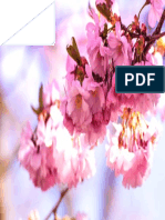 flor-de-cereza-1920x1200