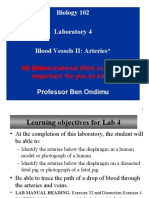 Laboratory 4 - Blood Vessels II Arteries