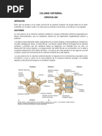 Anatomía y Función de la Columna Lumbar | PDF | La columna vertebral ...