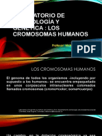 S.13 PRACTICA N° 02 CROMOSOMAS HUMANOS (Practica de Embirología y Génetica).pdf