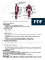 sistemul muscular