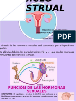 Ciclo Mestrual