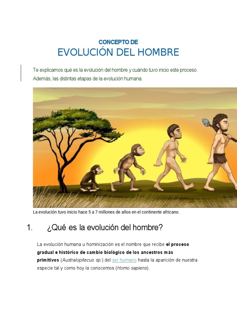 Etapas de la Evolución del Hombre | PDF | Homo | Evolución humana