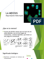 Seminario, Meiosis