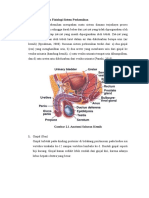 Anatomi Dan Fisiologi Sistem Perkemihan