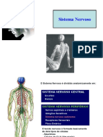 Sistema Nervoso Central e Periférico