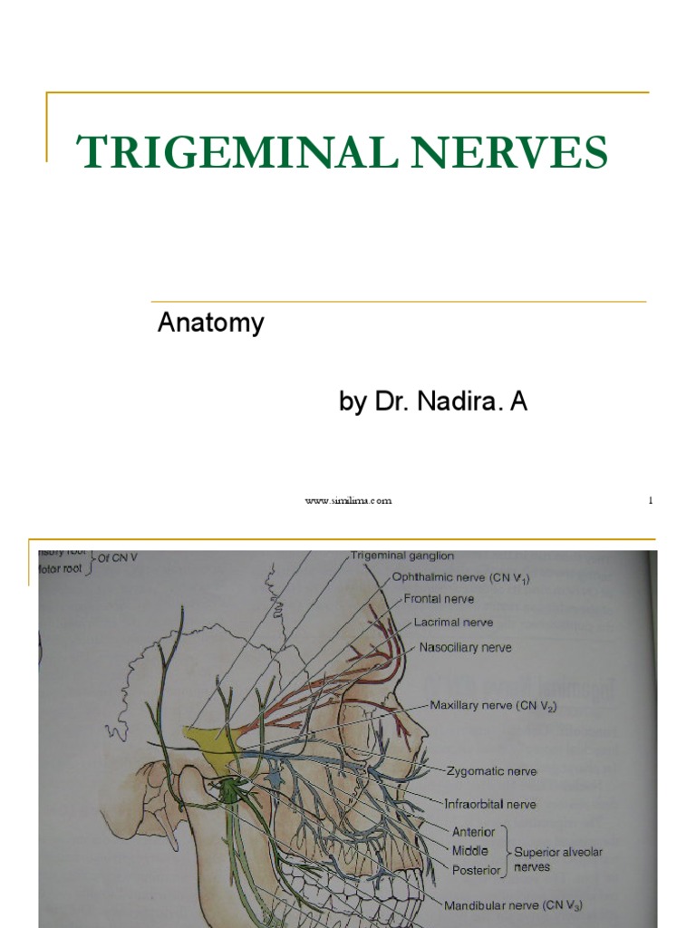 Anatomy and Function of Trigeminal Nerve | PDF | Science & Mathematics