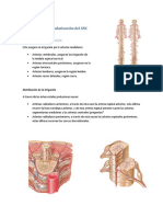 Vascularización Del Sistema Nervioso Centra