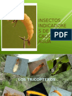 Insectos Indicadores de La Calidad Del Agua