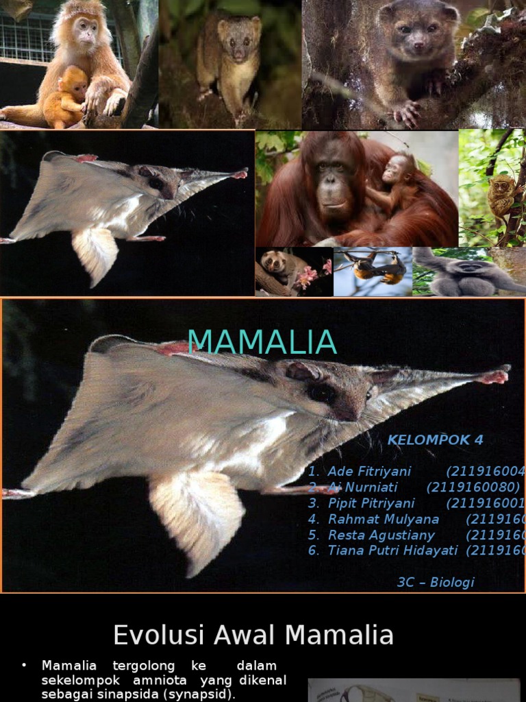 Mamalia Pdf