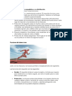 Funciones Del Sistema Esquelético y Su Distribución