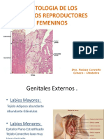 Histologia de Los Organos Reproductores Femeninos