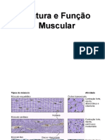 Estrutura e Funcao Muscular