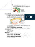 Resumen de Gastrulación