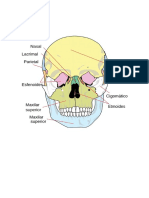 Huesos de la cara: vómer, maxilares, mandíbula, nasales y más