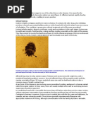 Guideline For Management Of Scabies In Adults And Children Pdf Dermatitis Diseases And Disorders