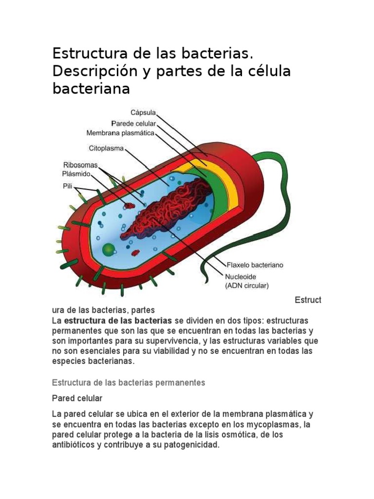 Estructura de Las Bacterias | PDF | Las bacterias | Plásmido