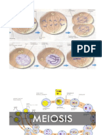 Mitosis Meiosis