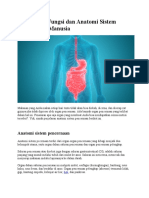 Memahami Fungsi Dan Anatomi Sistem Pencernaan Manusia