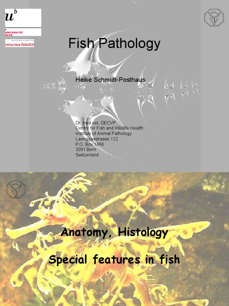Fish Pathology Anatomy Histology PDF PDF Gastrointestinal Tract