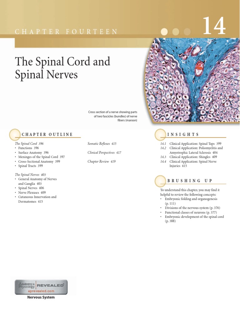 Spinal Cord & Nerve Anatomy Guide | PDF | Spinal Cord | Vertebral Column