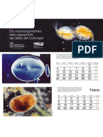 Calendari 1999