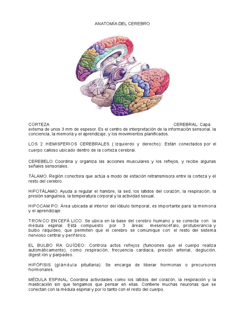 Resumen de Estructura Del Cerebro Manuel Flores | PDF | Sinapsis | Cerebro, image size:768x1024
