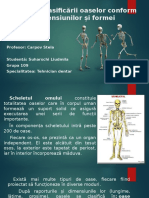 Anatomia