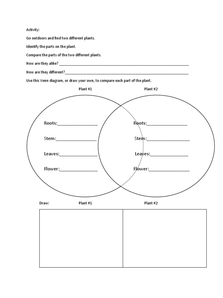 Comparing Plant Parts Activity | PDF | Science & Mathematics