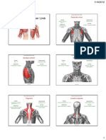 Muscles of the Upper Limb.pdf