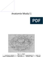 Prezentare Anatomie 1.1.ppt