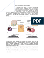 Bacterias Gram Positivas y Gram Negativas