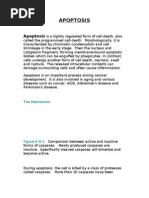 Download APOPTOSIS by nayyab89 SN45210510 doc pdf