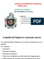 Ecografía hígado vacuno diagnóstico enfermedades