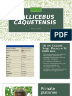 Callicebus Caquetensis