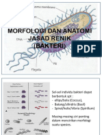 17-9-2019. MORFOLOGI DAN ANATOMI JASAD RENIK Bakteri (Kuliah 2) PDF