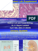 Medical Cell and Tissue Biology Dr. H. Wayne Lambert April 14th, 2003 (11:00AM)