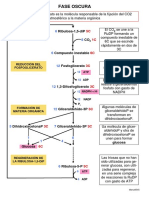 Fase Oscura PDF