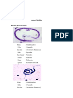 Mikrofilaria Klasifikasi dan Morfologi