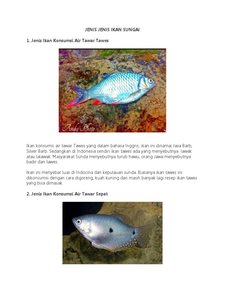 Jenis Jenis Ikan Sungai Pdf
