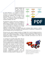 Notas Sobre Metabolismo