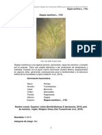 Ruppia Maritima Final PDF
