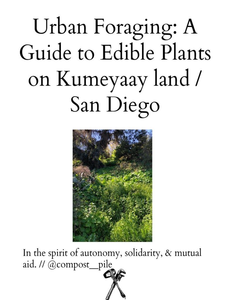 Urban Foraging A Guide To Edible Plants On Kumeyaay Land San Diego PDF Leaf Vegetable