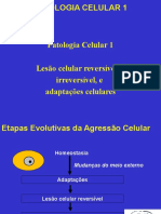 01_Aula_Patologia_Celular_e_Degeneracoes.ppt