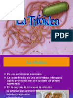 Fiebre Tifoidea 3