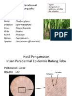 J. Pelindung batang tebu, ficus, cymbopogon.pptx