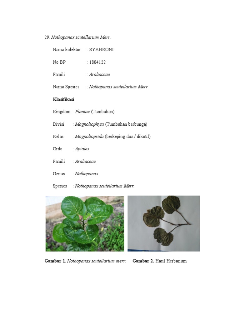 Khasiat dan Klasifikasi Daun Mangkokan | PDF | Sains & Matematika